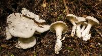 Clitopilus prunulus image
