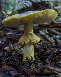 Amanita augusta image