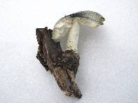 Pluteus salicinus image