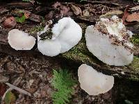 Tyromyces chioneus image