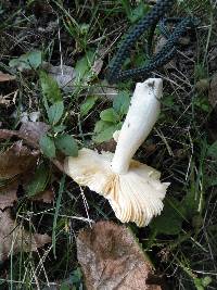 Russula ochroleucoides image