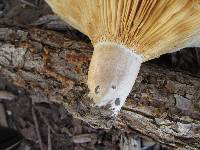 Lactarius psammicola image