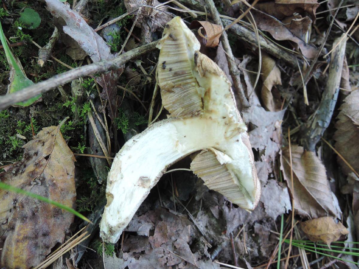 Leccinum rimulosum image