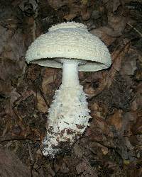 Amanita subcokeri image