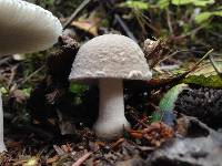 Amanita farinosa image