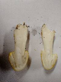 Amanita flavorubens image
