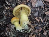 Cortinarius luteus image