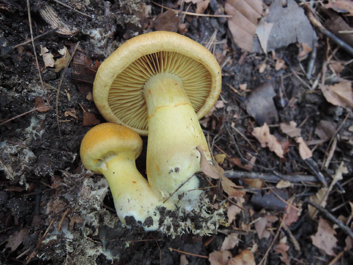 Cortinarius luteus image