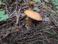 Suillus punctipes image