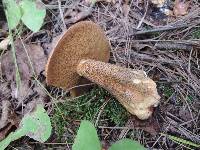 Suillus punctipes image