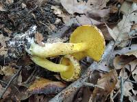 Suillus americanus image