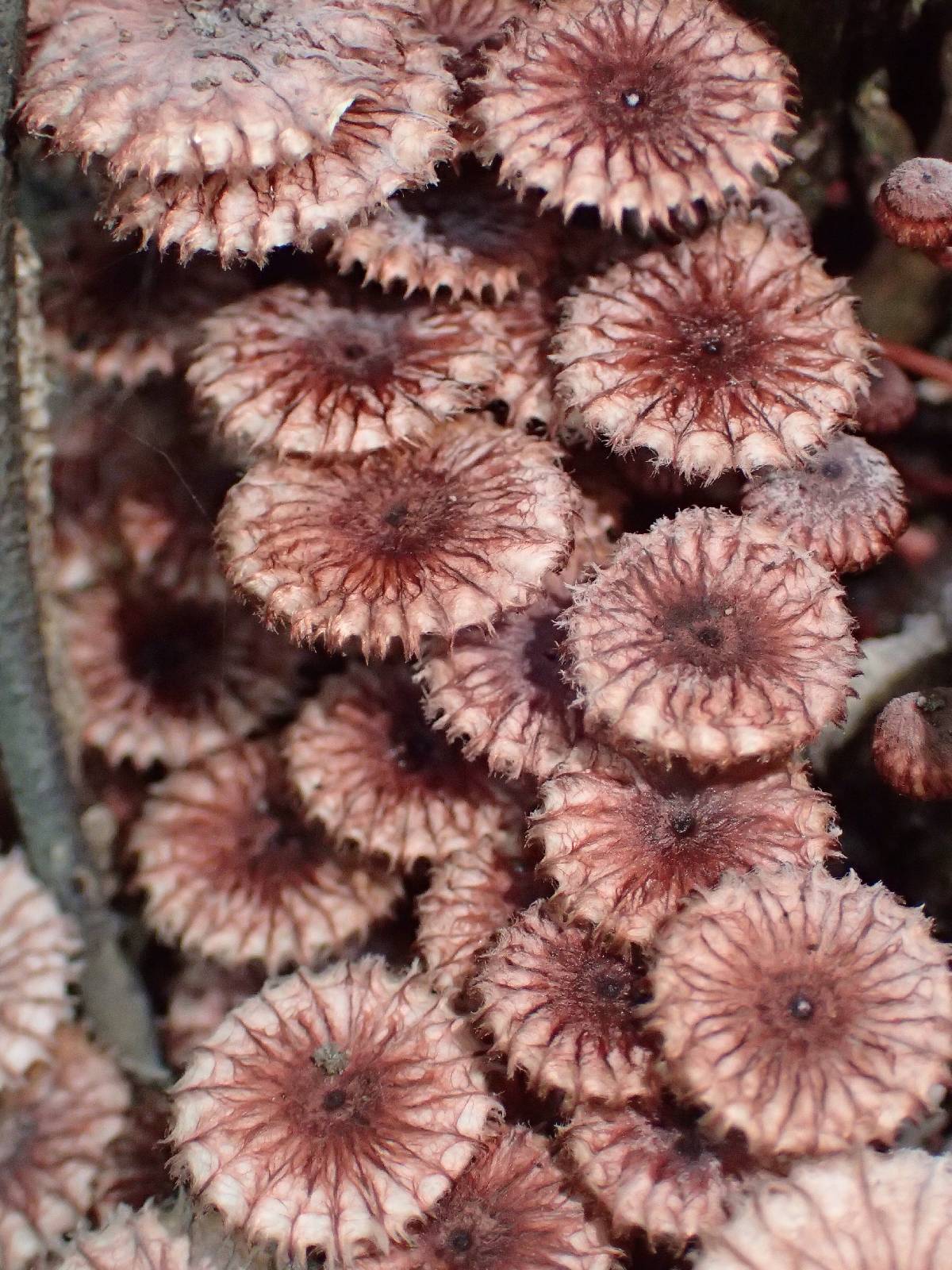 Crinipellis purpurea image