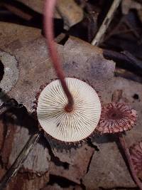 Crinipellis purpurea image