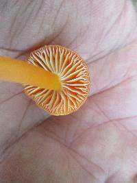 Hygrocybe miniata image