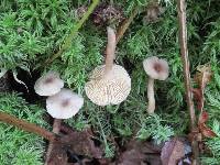 Lactarius griseus image