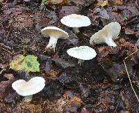 Clitocybe robusta image