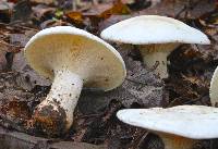 Clitocybe robusta image