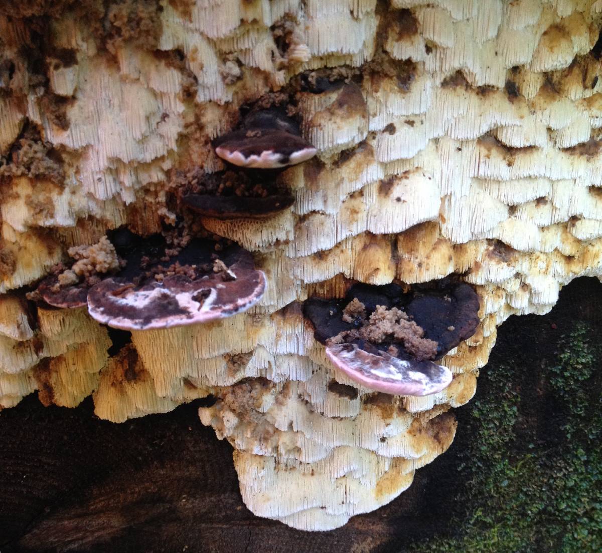 Antrodia heteromorpha image