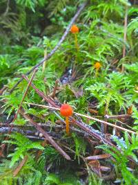 Mycena strobilinoidea image