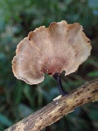 Polyporus leprieurii image