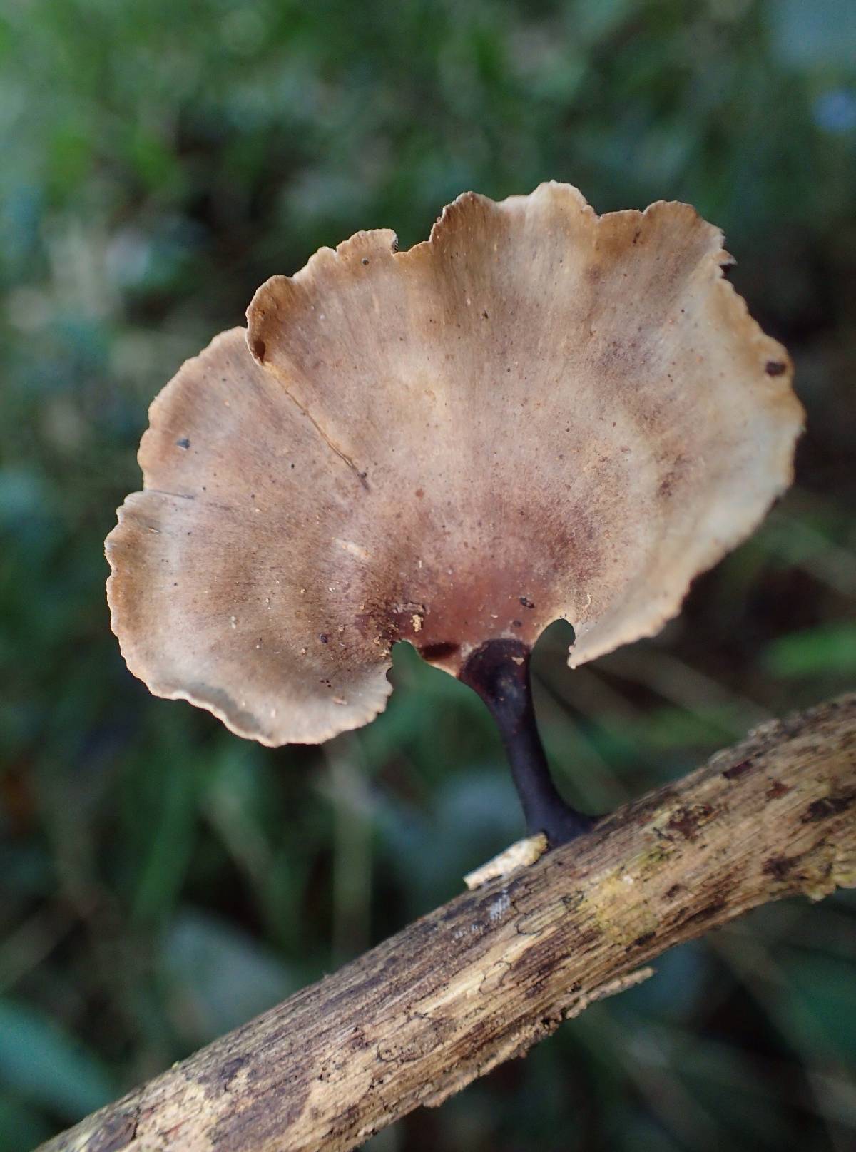 Polyporus leprieurii image