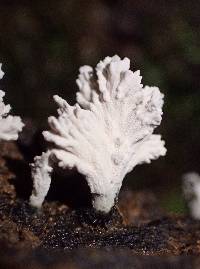 Xylaria cubensis image