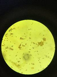 Leucoagaricus barssii image