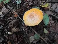 Amanita muscaria f. guessowii image