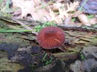 Tricholomopsis rutilans image