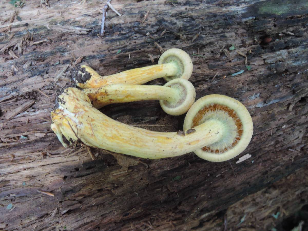 Gymnopilus luteus image