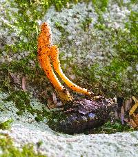 Cordyceps militaris image