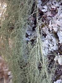 Usnea articulata image