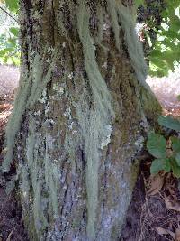 Usnea articulata image