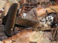 Lactarius lignyotus image