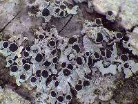 Physcia aipolia image