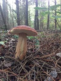 Boletus subcaerulescens image