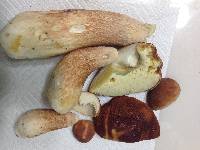 Boletus subcaerulescens image