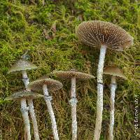 Psilocybe stuntzii image