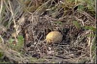 Lycoperdon lividum image