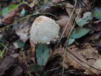 Lepiota clypeolaria image