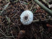 Lepiota felina image