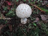 Amanita chrysoblema image