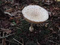 Amanita chrysoblema image