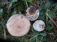 Lactarius vinaceorufescens image