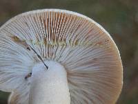 Lactarius vinaceorufescens image