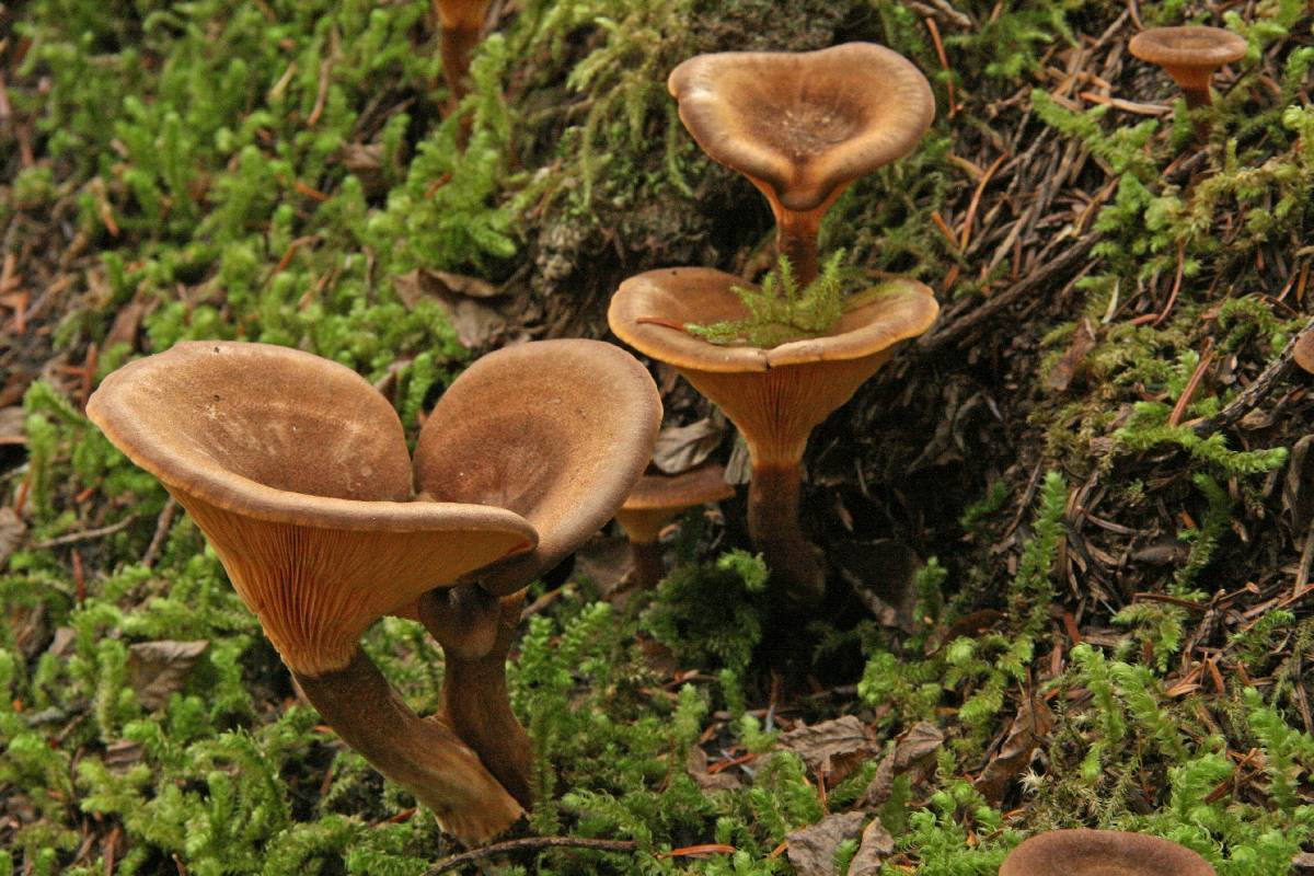 Hygrophoropsis rufa image
