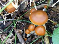 Psilocybe azurescens image