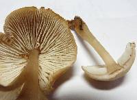 Rhodocollybia lentinoides image