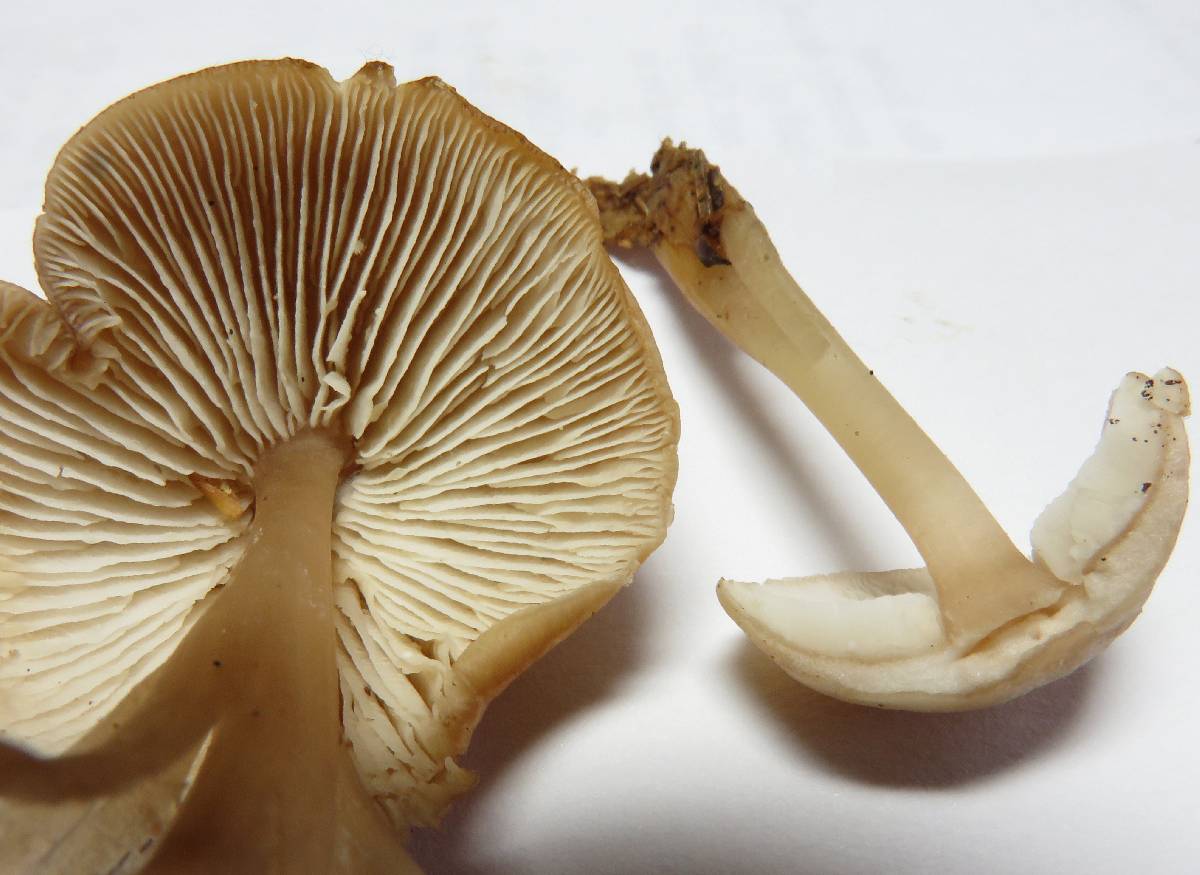 Rhodocollybia lentinoides image