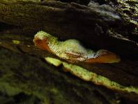 Merulius tremellosus image